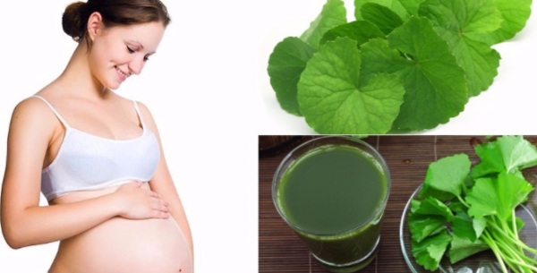 Không nên bổ sung rau má trong quá trình mang thai